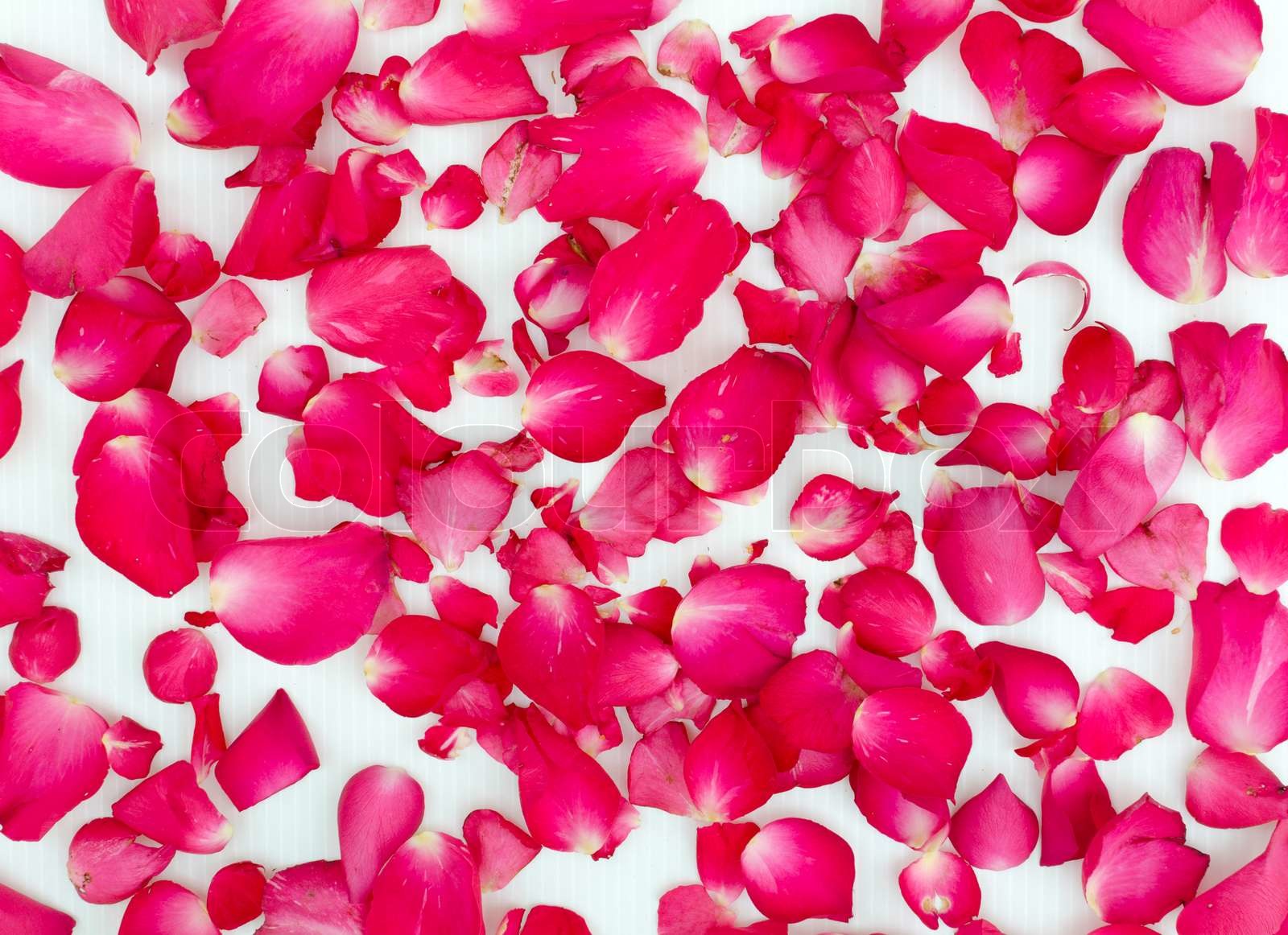 petal rose texture | Stock image | Colourbox