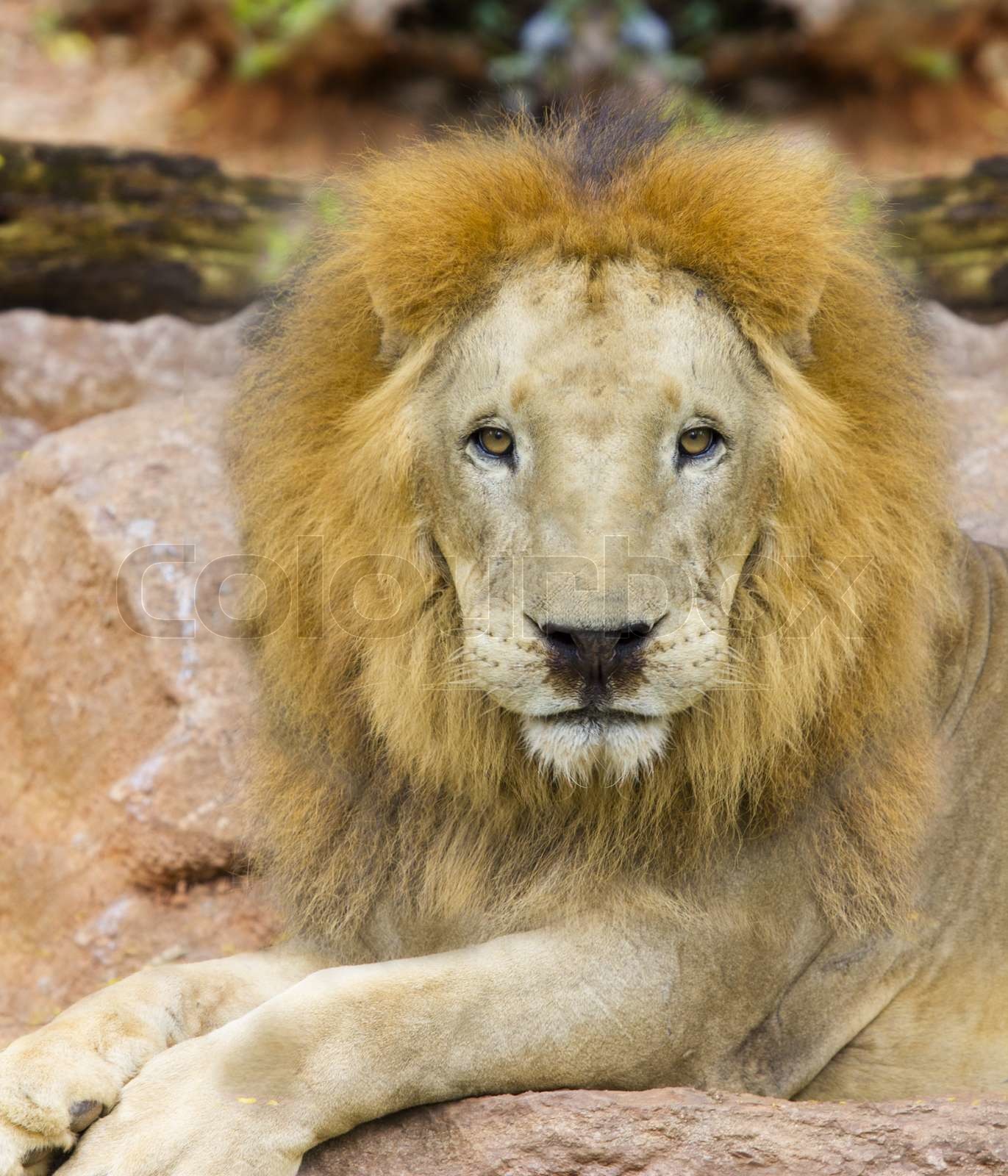 Gone Backwards:  Learn From The Mistakes Of These Four "Lion" Stocks (2025 Tour) - 0mfut0n