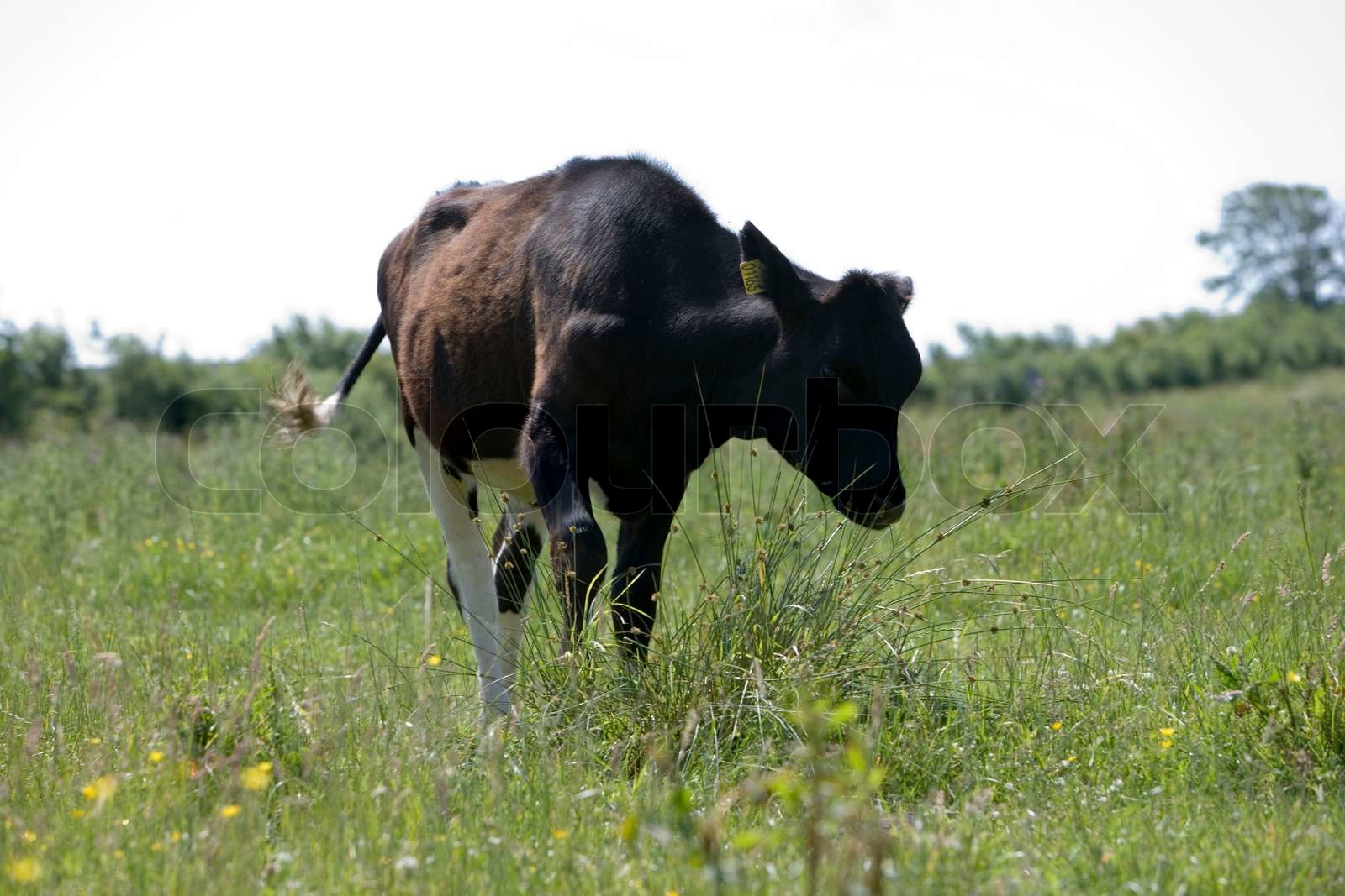 Sort ko på en grøn eng | Stock foto | Colourbox