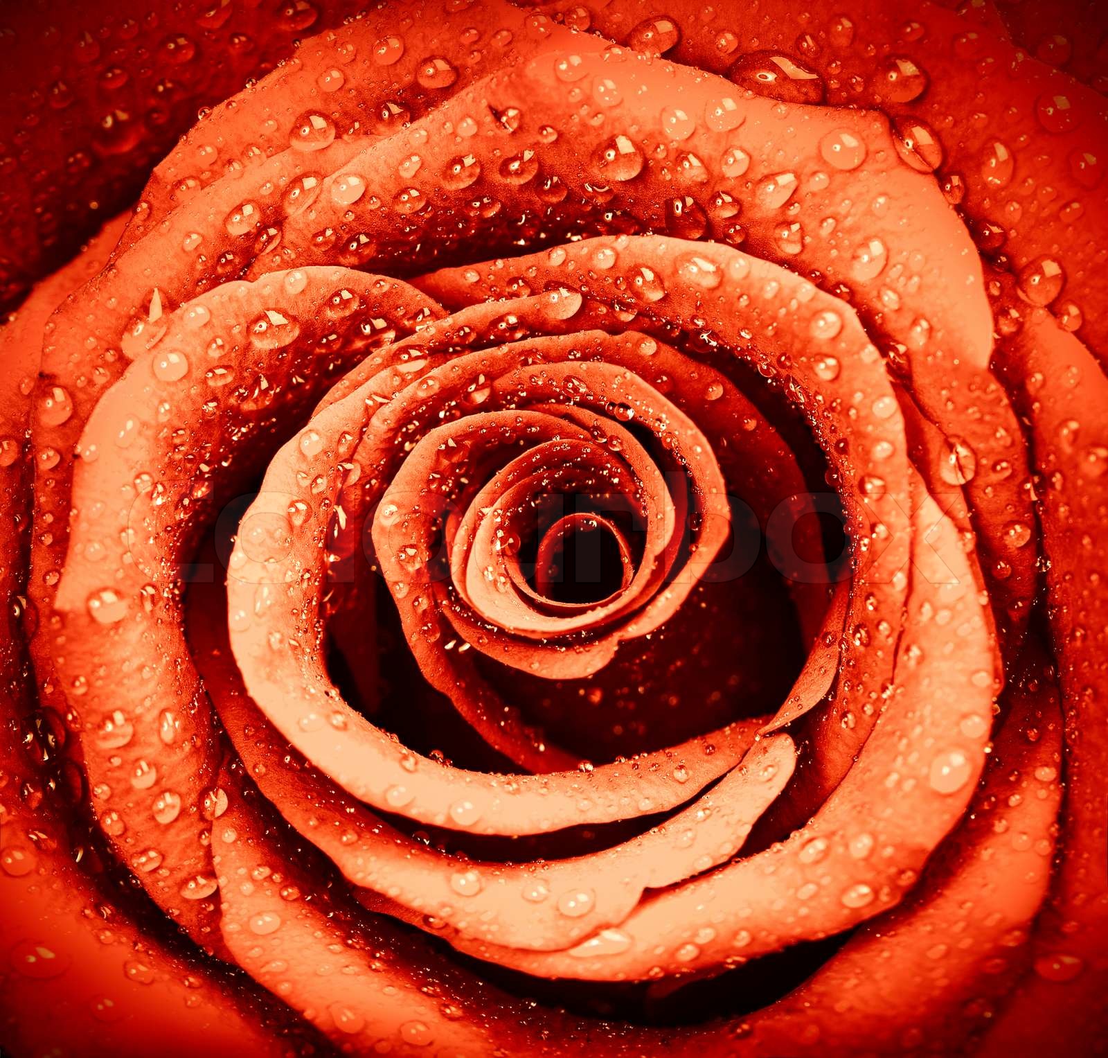 Rød rose baggrund | Stock foto | Colourbox