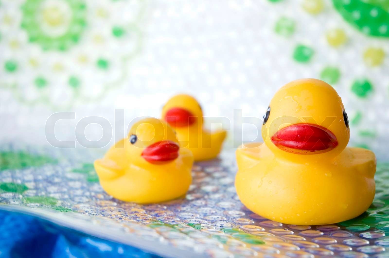 Gul Duck Familie Stock Foto Colourbox gul-duck-familie-stock-foto-colourbox