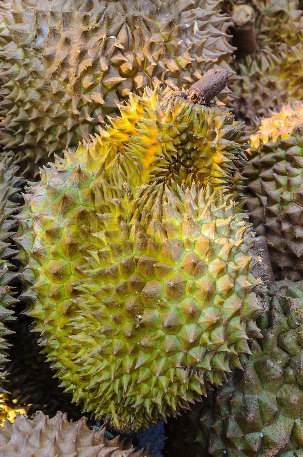 Durian | Stock Bild | Colourbox