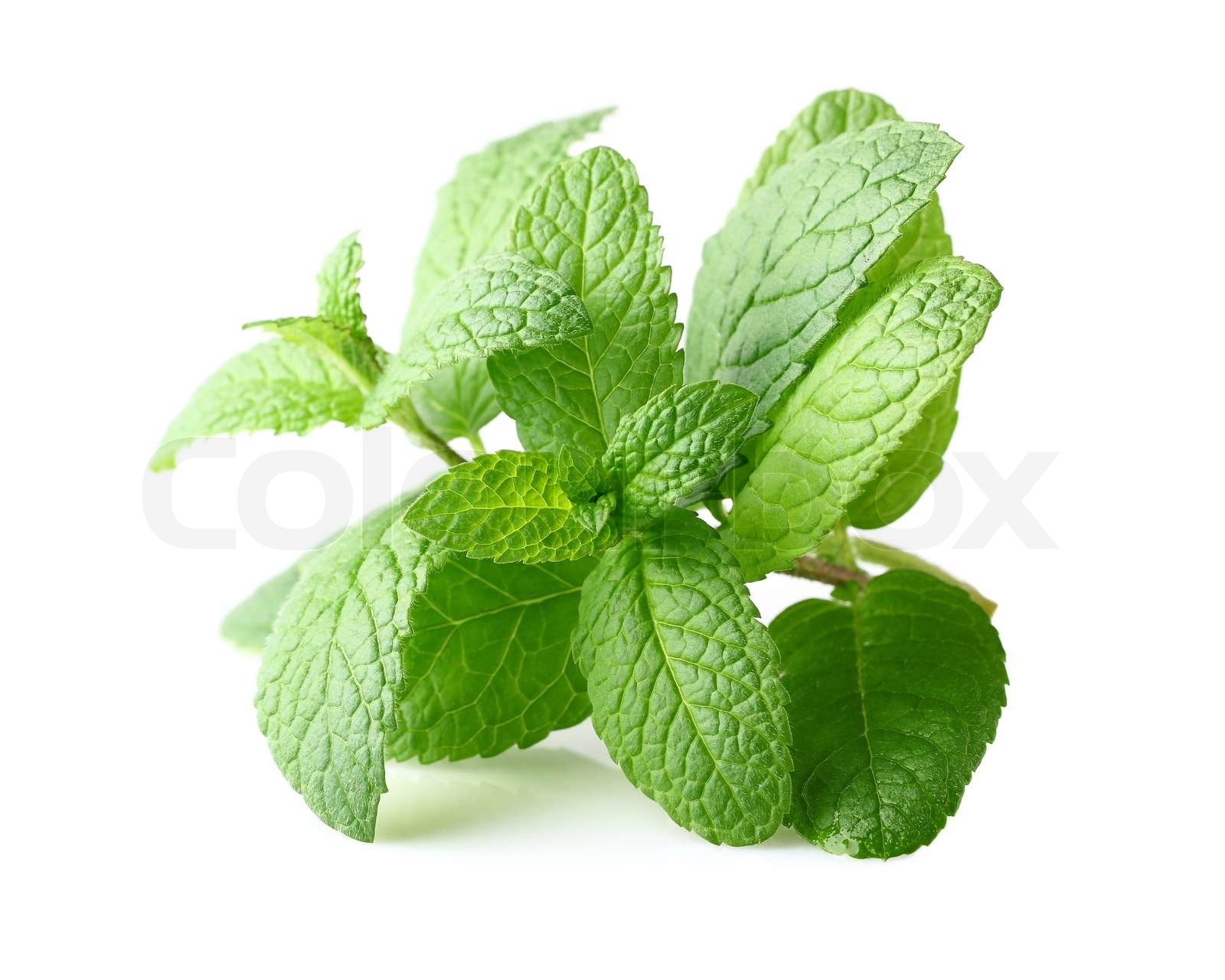frische Minze | Stock Bild | Colourbox