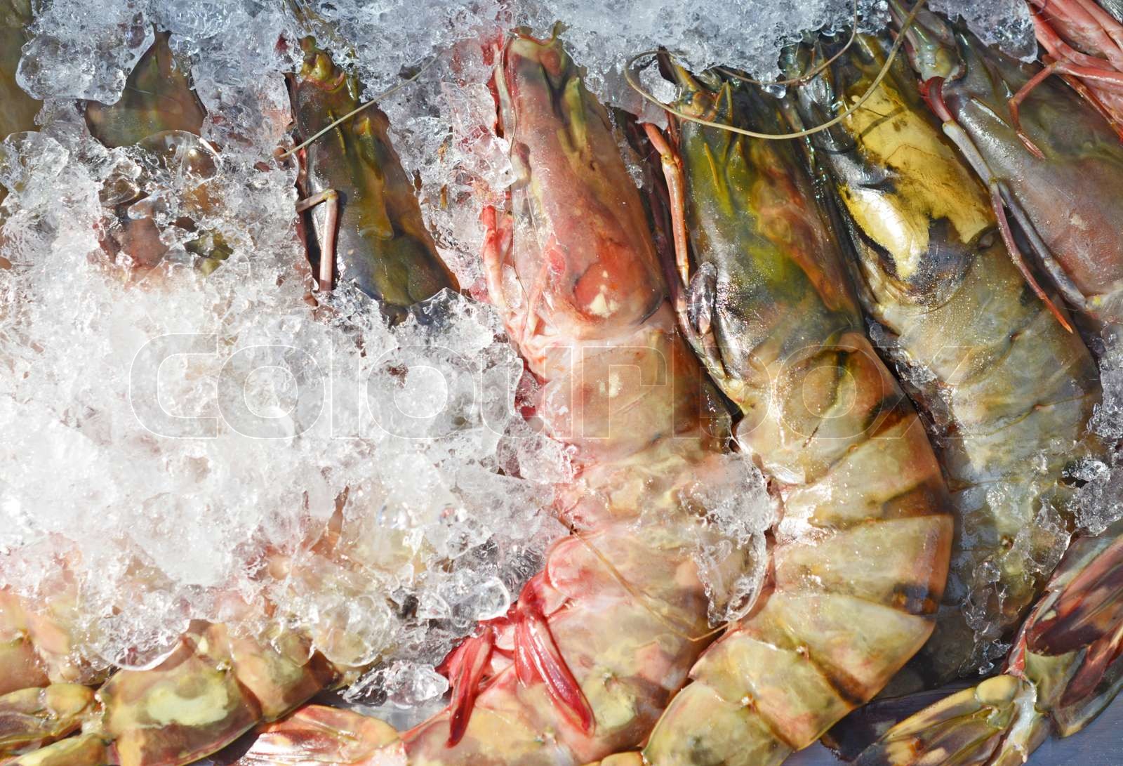 Riesengarnelen Stock Bild Colourbox