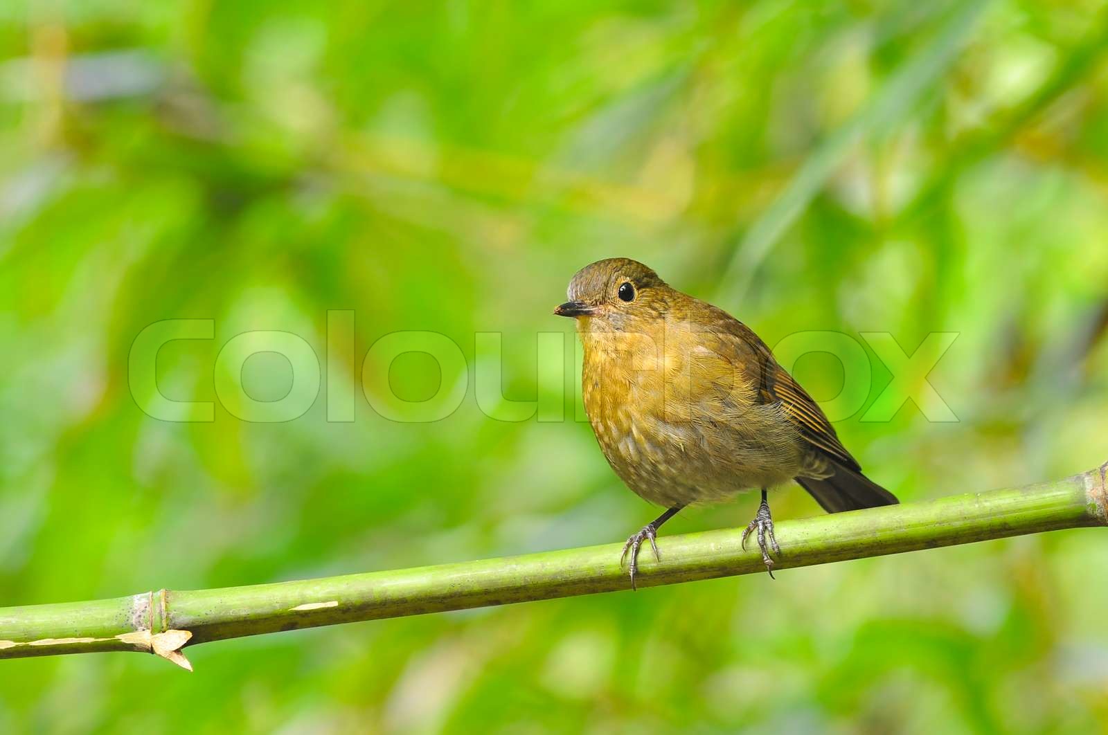 White-Tailed Robin Bird | Stock image | Colourbox