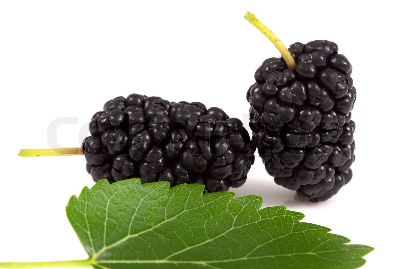 mulberry isolated Stock image Colourbox
