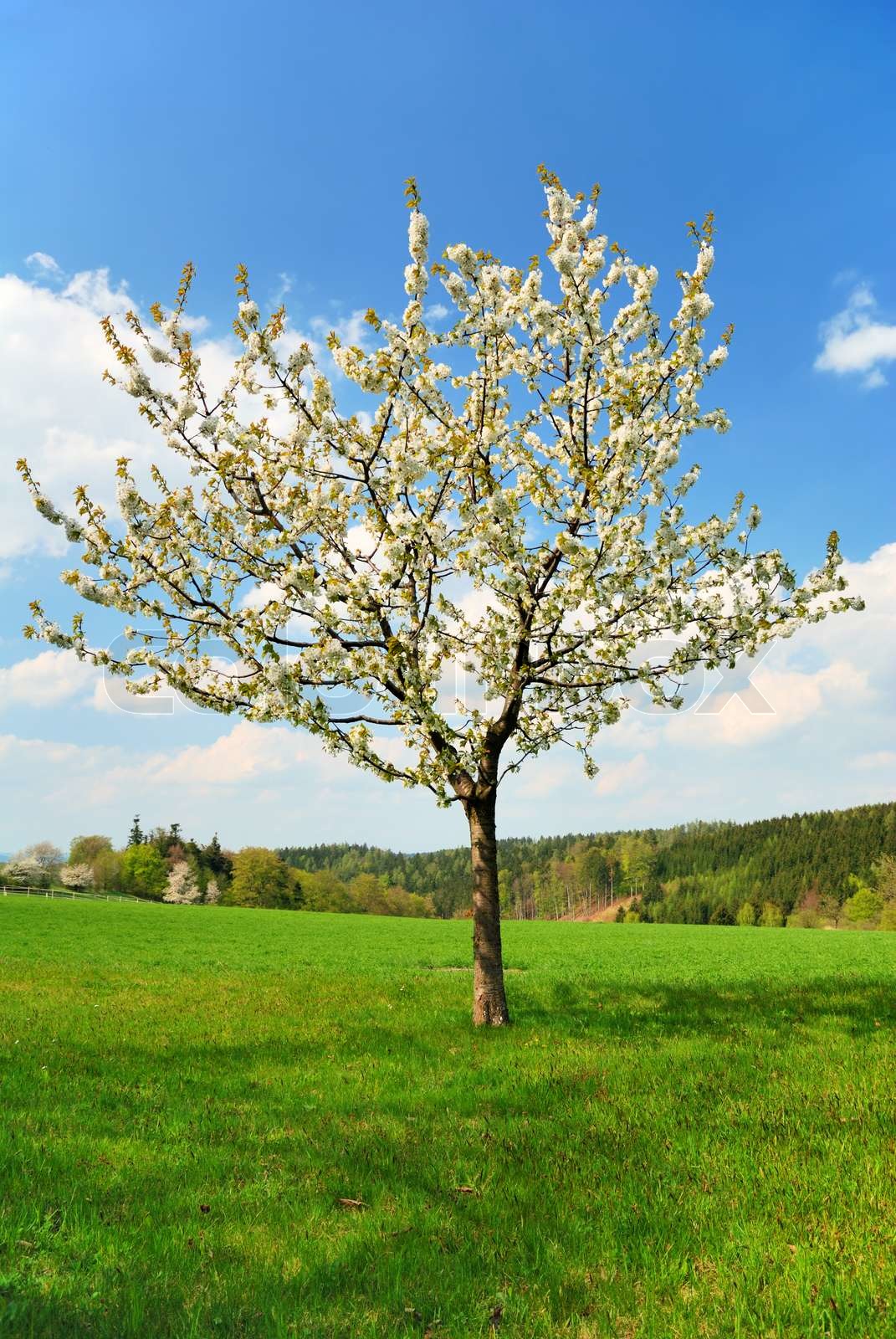 Image of Single apple tree in a meadow
