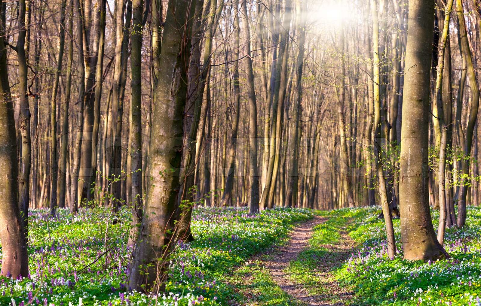 Straße im Frühjahr Wald | Stock Bild | Colourbox