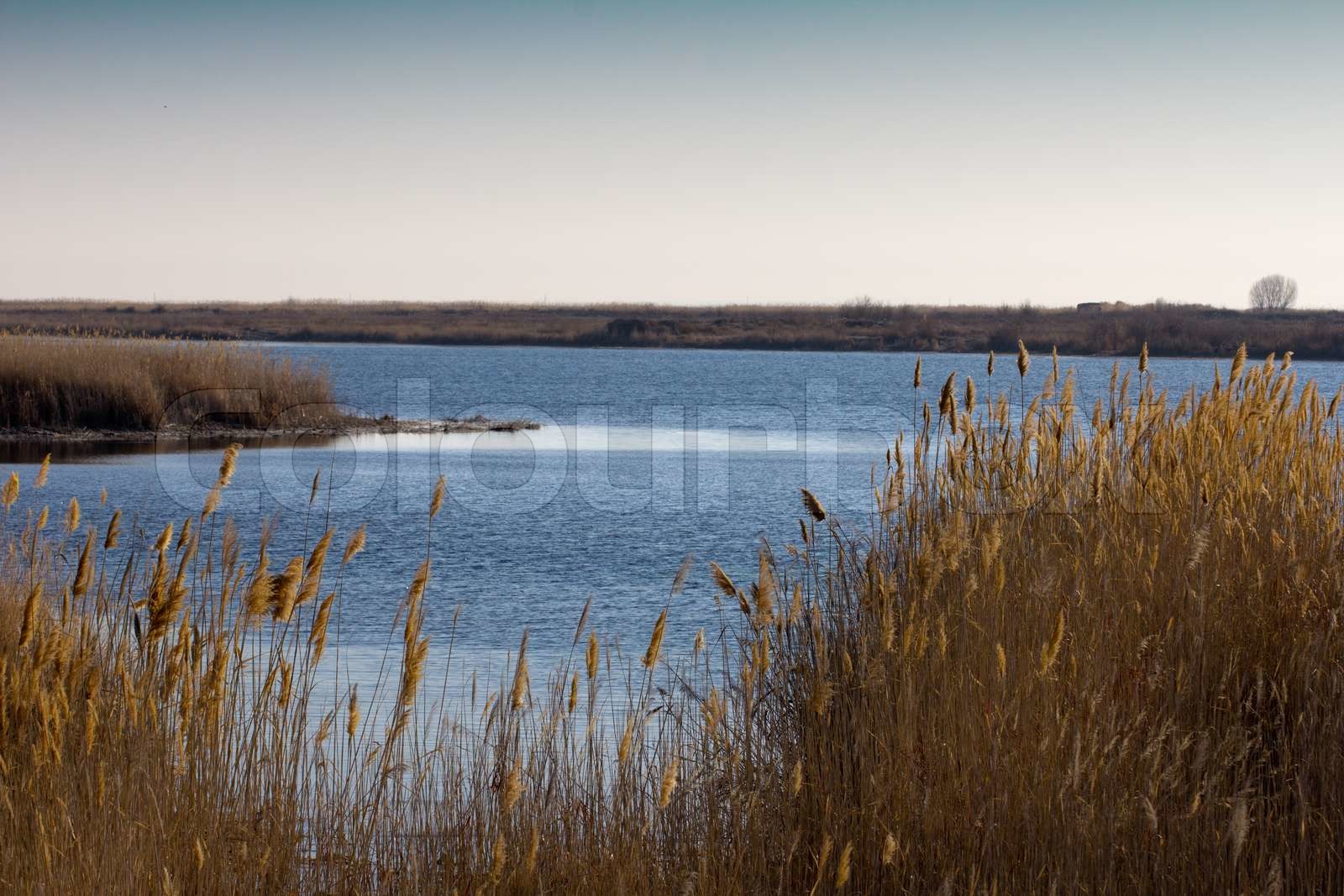 schönen Fluss mit Schilf im Herbst Stock Bild Colourbox
