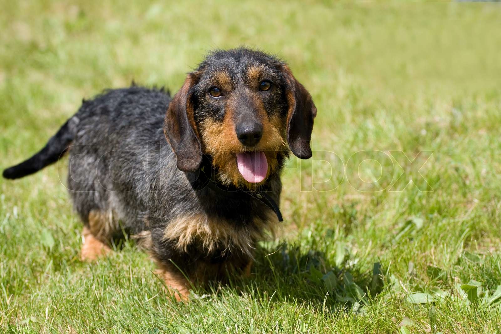 Dog dachshund | Stock image | Colourbox