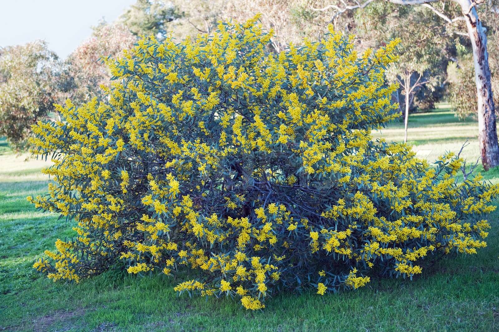 Australian acacia Stock Bild Colourbox