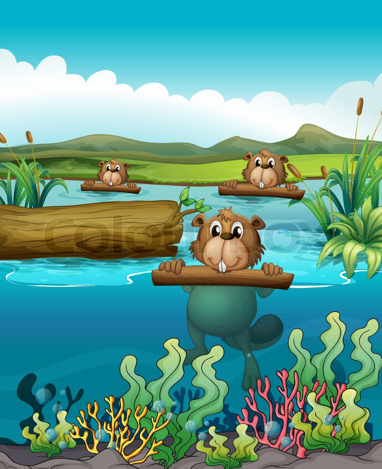 drei-biber-im-fluss-stock-vektor-colourbox