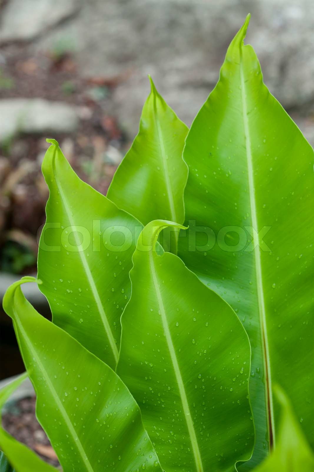 Große grüne Blatt einer Pflanze Stock Bild Colourbox