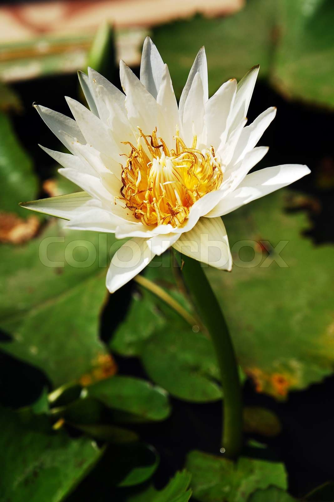 lotus on water | Stock image | Colourbox