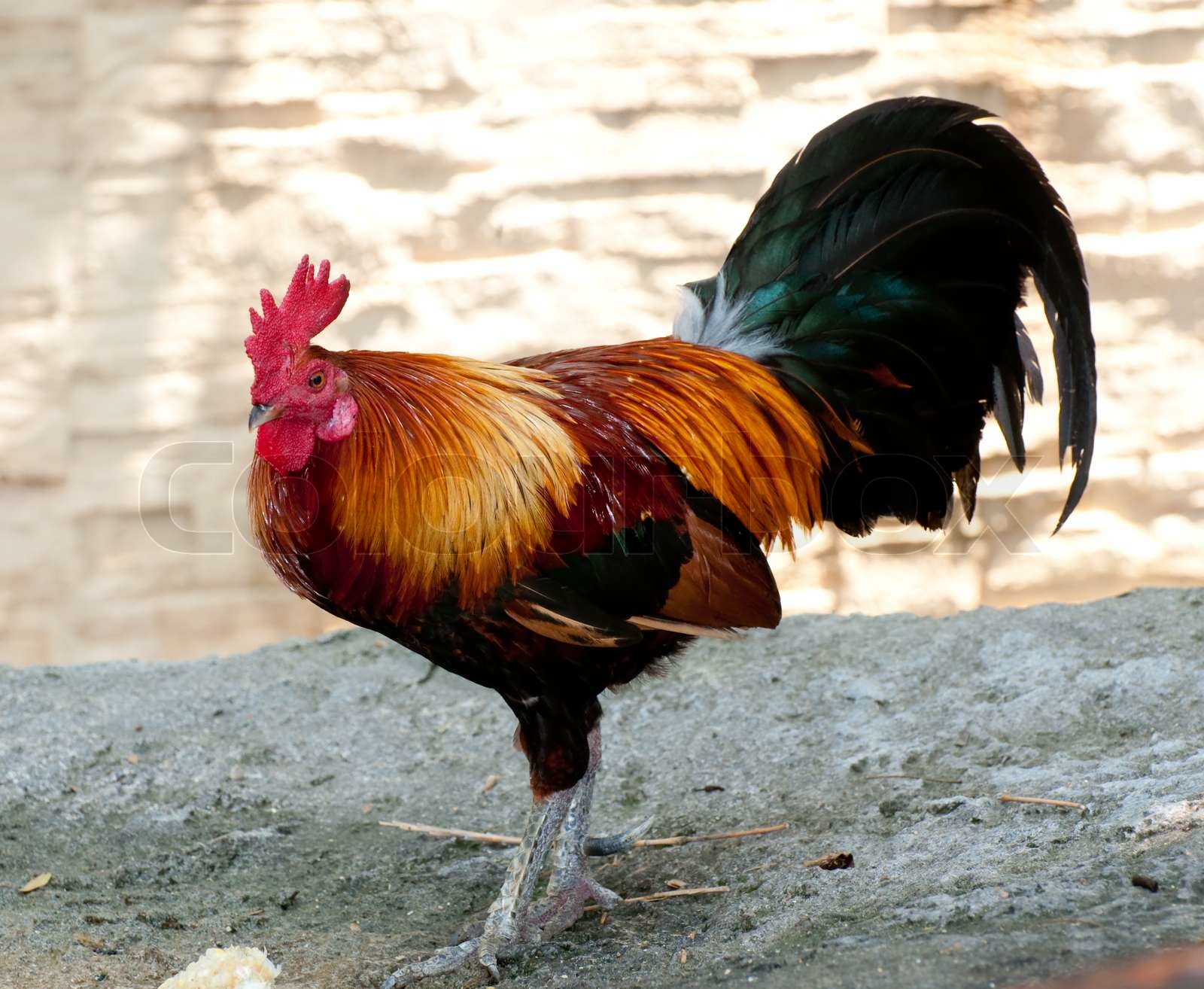 what is thai chicken