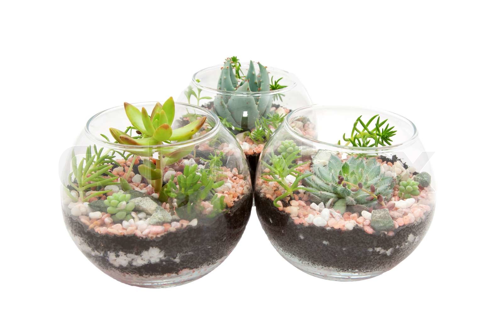 Drei klare Glas Töpfe mit Pflanzen Stock Bild Colourbox