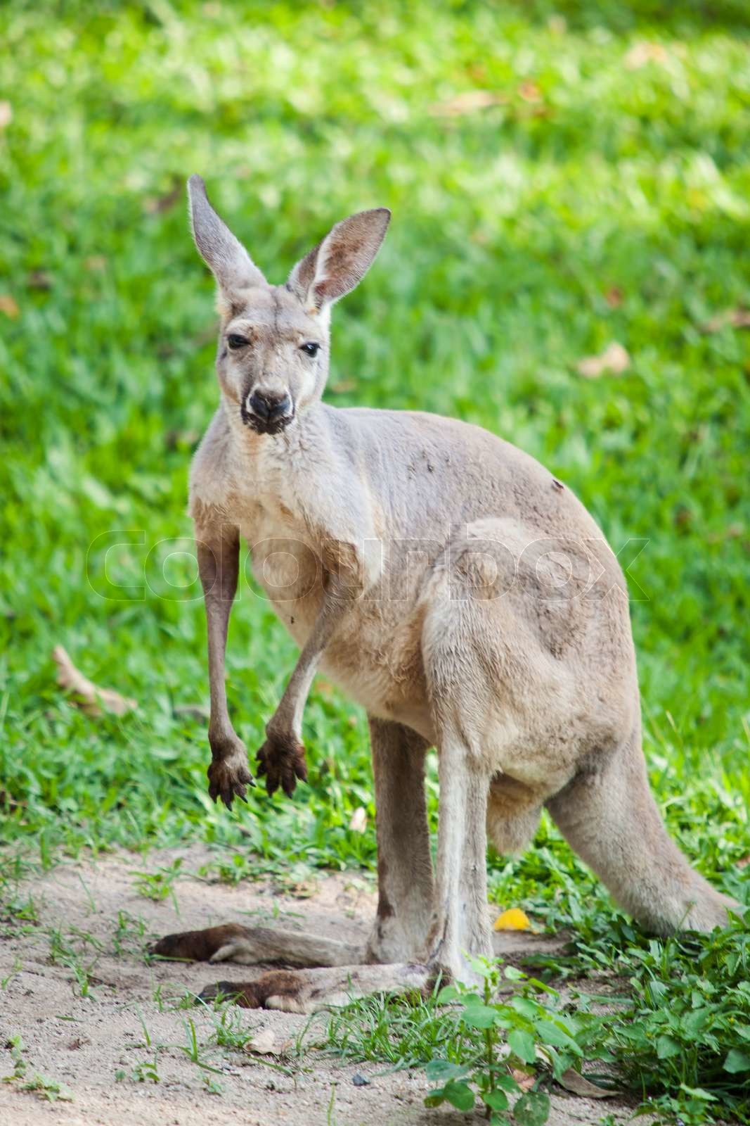 Kangaroo på området | Stock foto | Colourbox