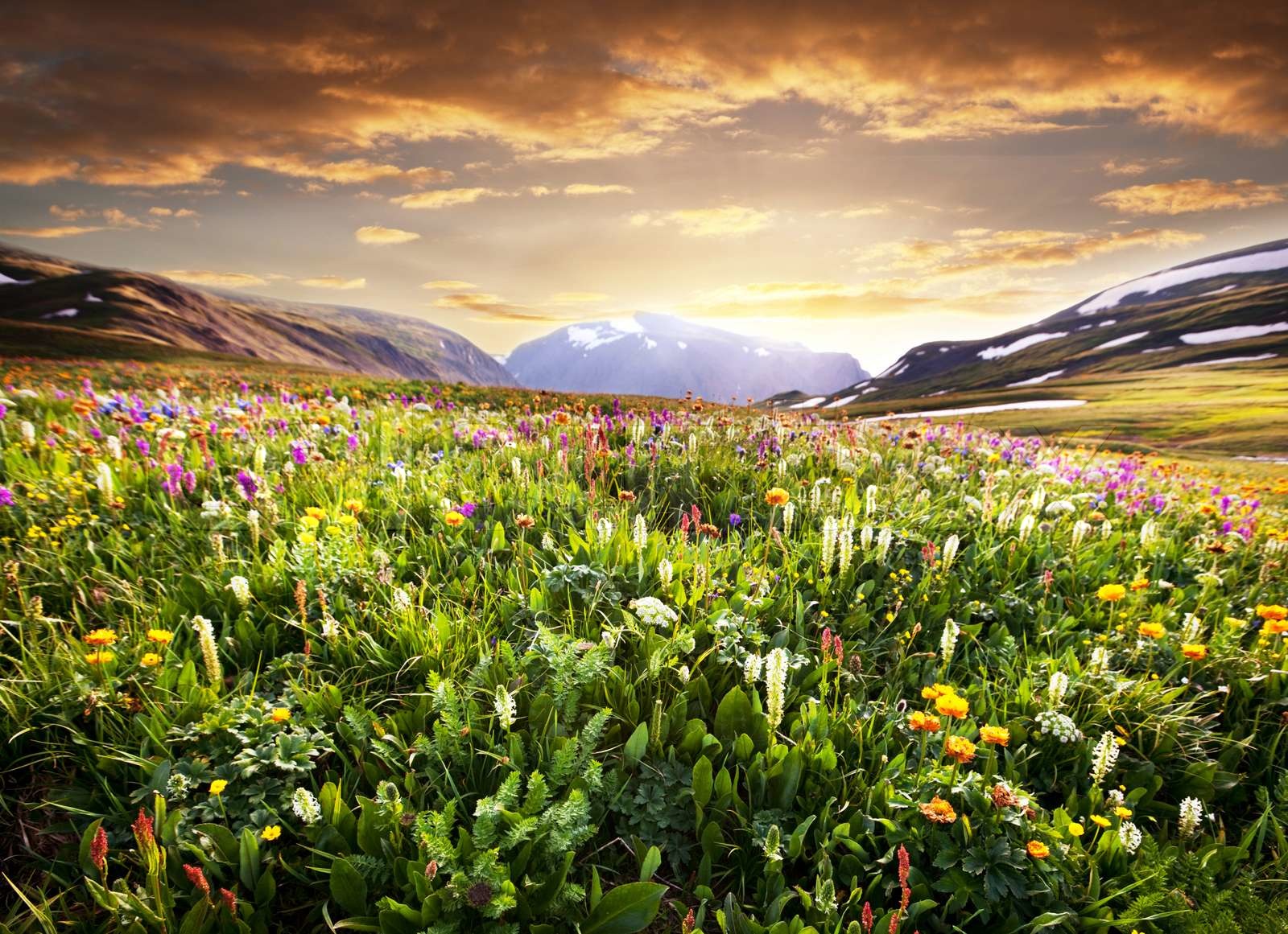 Mountain meadow Stock image Colourbox