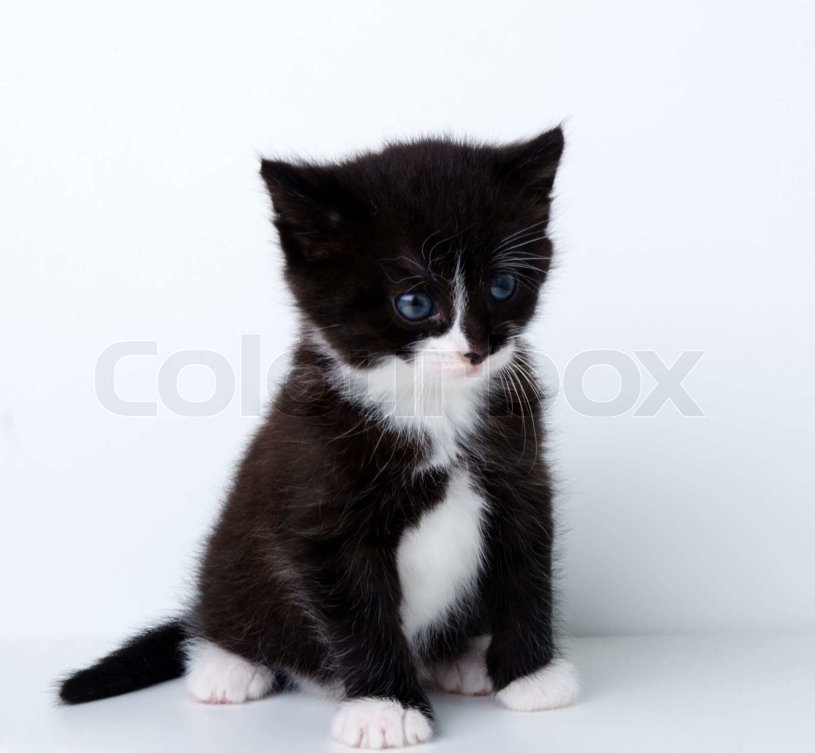 Et billede af en flot sort og hvid killing | Stock foto | Colourbox