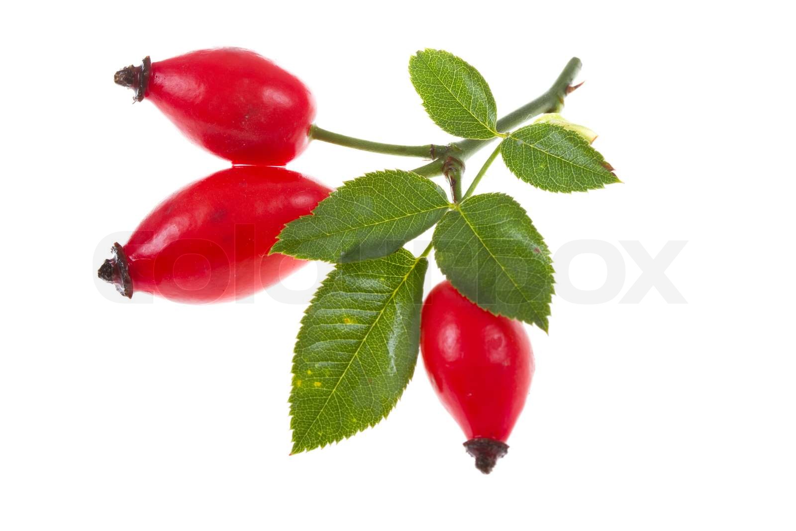 Brier on isolated Stock image Colourbox