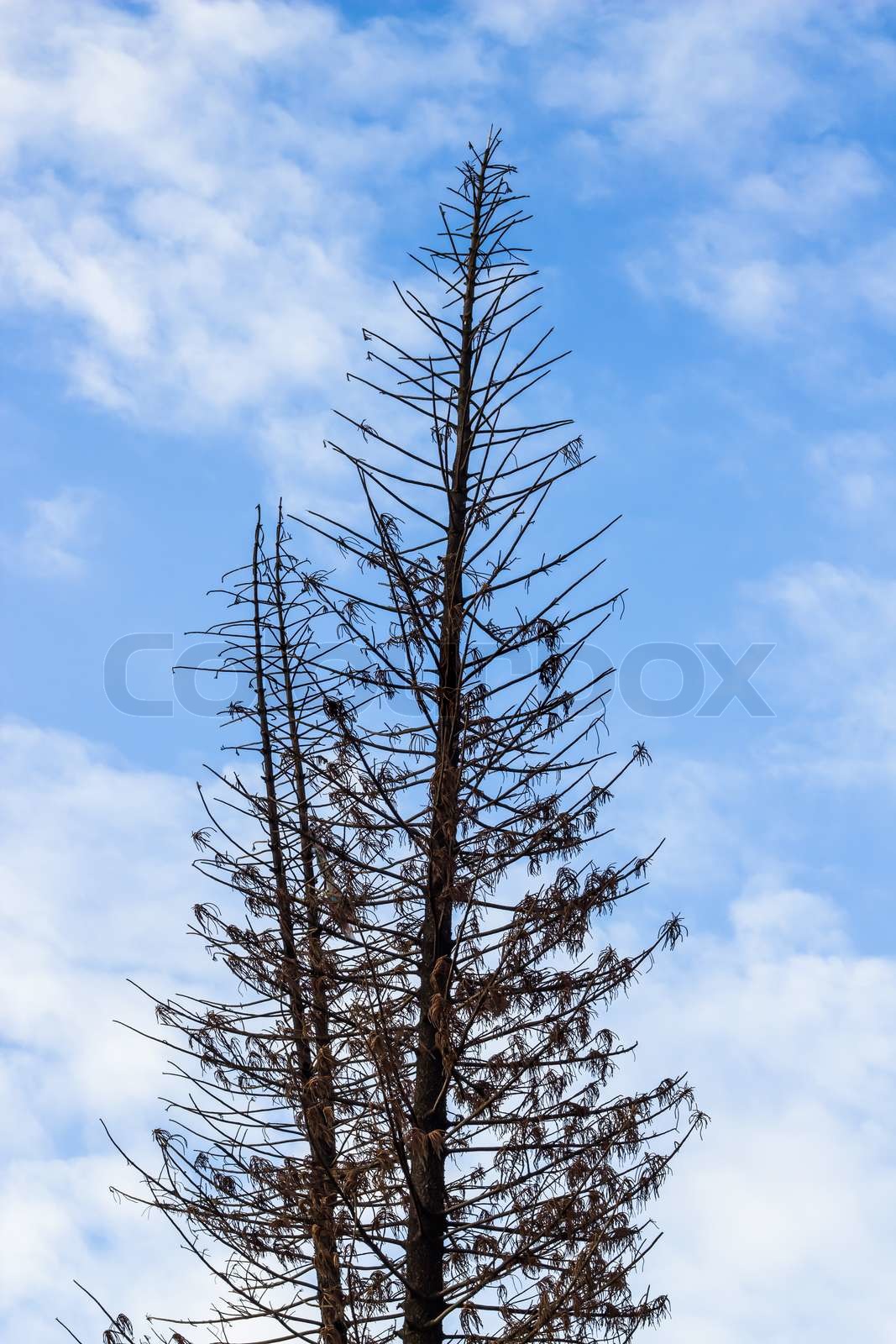 pine tree is dying Stock image Colourbox