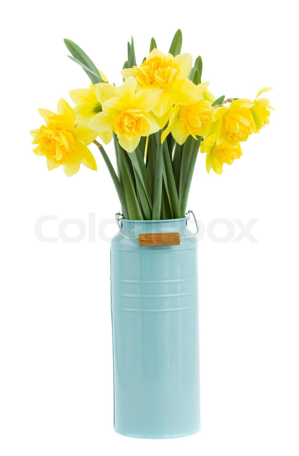 Strauß Narzissen in der Vase Stock Bild Colourbox