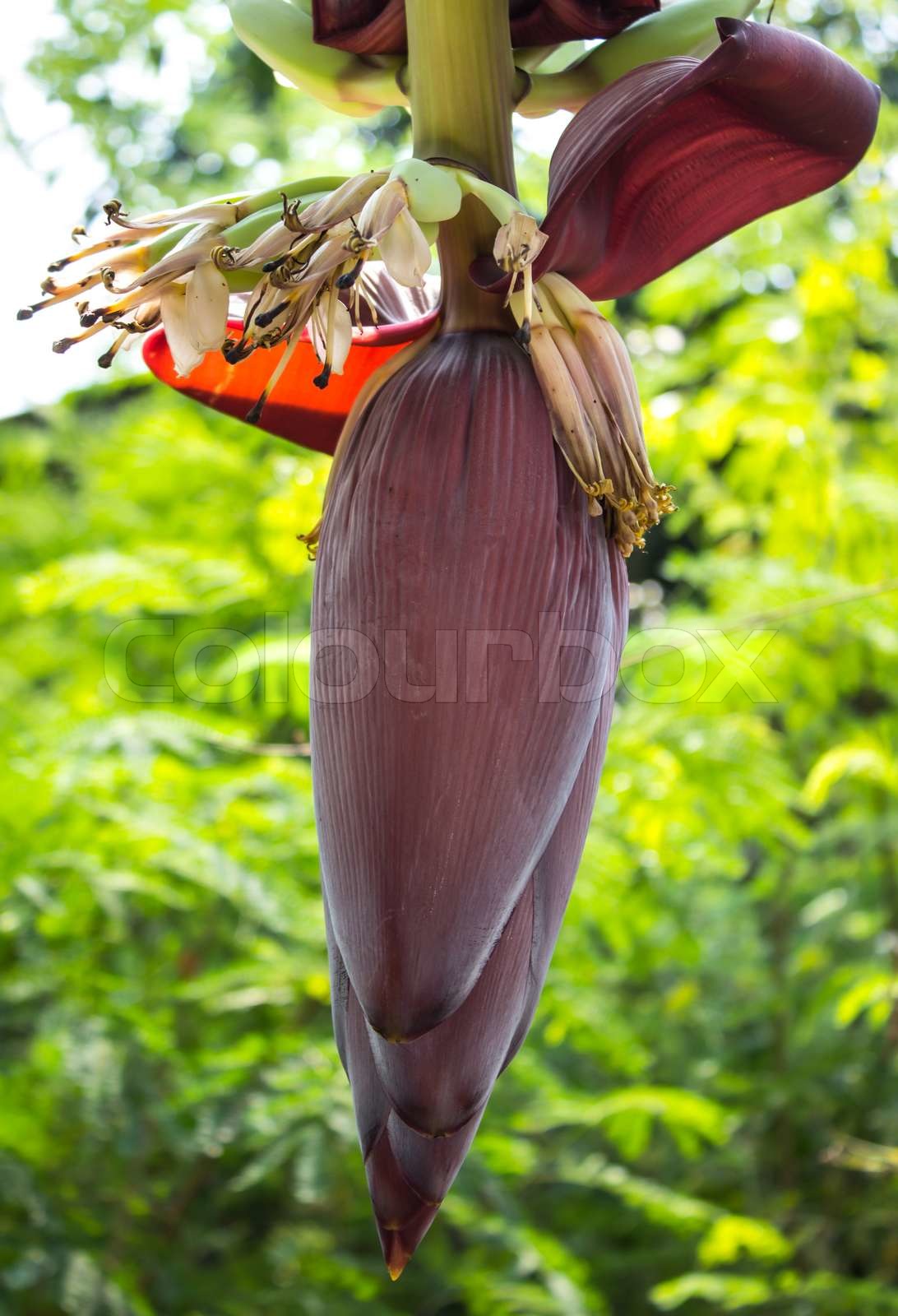 Banana blossom and bunch | Stock image | Colourbox