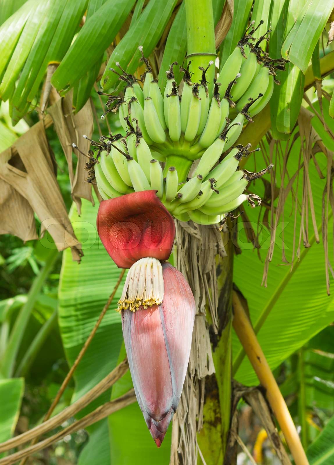 banana blossom Stock image Colourbox