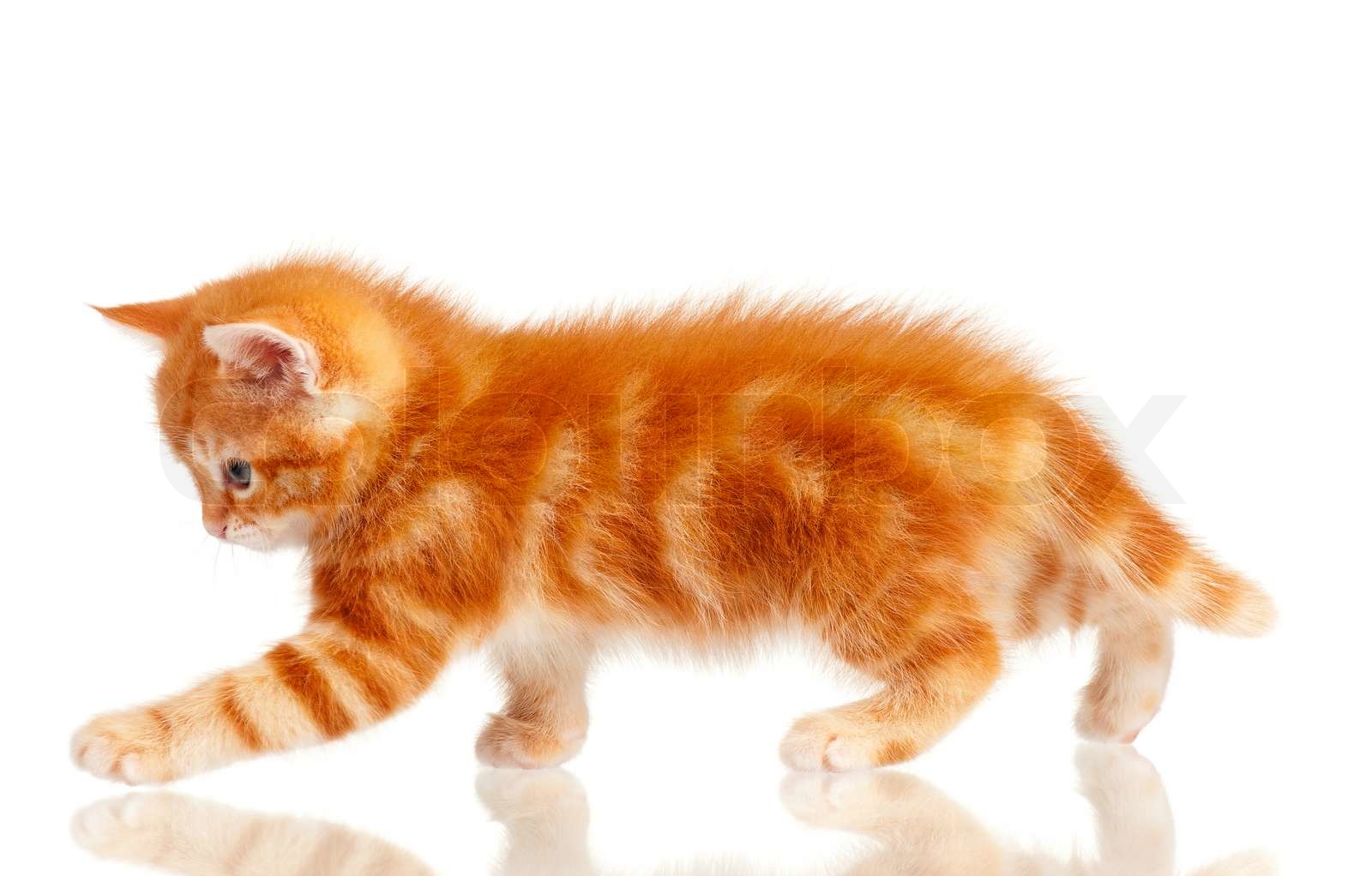 Red kitten | Stock Bild | Colourbox