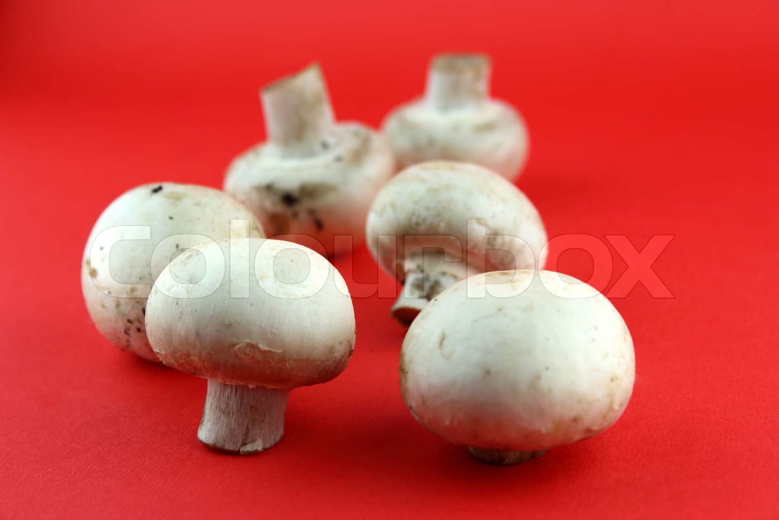 Wunderschone Champignons Mit Frischkase Grillen Fotos Wunderschone Champignons Mit Frischkase Grillen Fotos