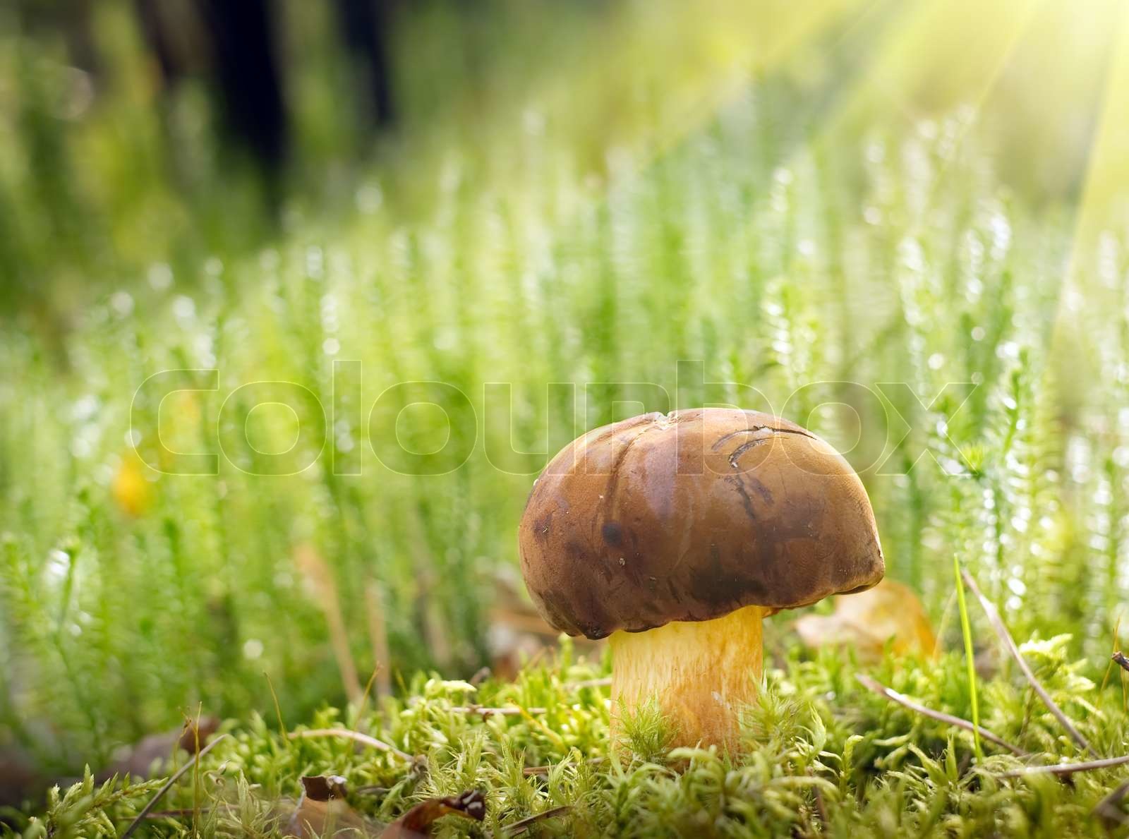 braune Champignons | Stock Bild | Colourbox