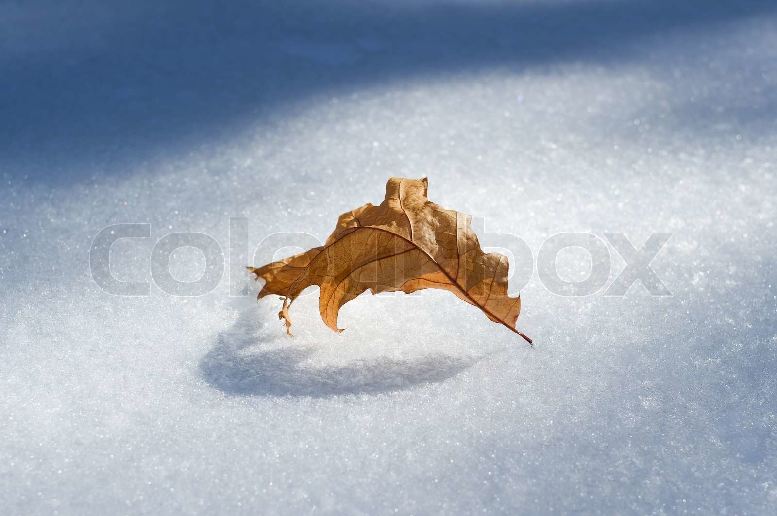 Den Faldne Ned Ark Af Et Tr P Sne Stock Foto Colourbox