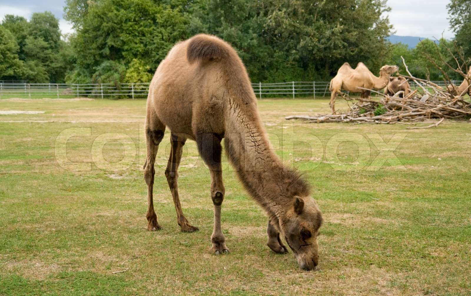 Bactrian Camels Stock foto Colourbox