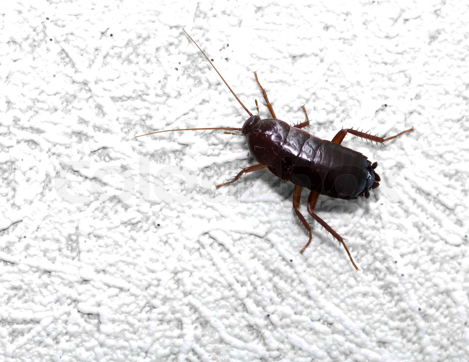 schwarze Käfer an der Wand macro Stock Bild Colourbox