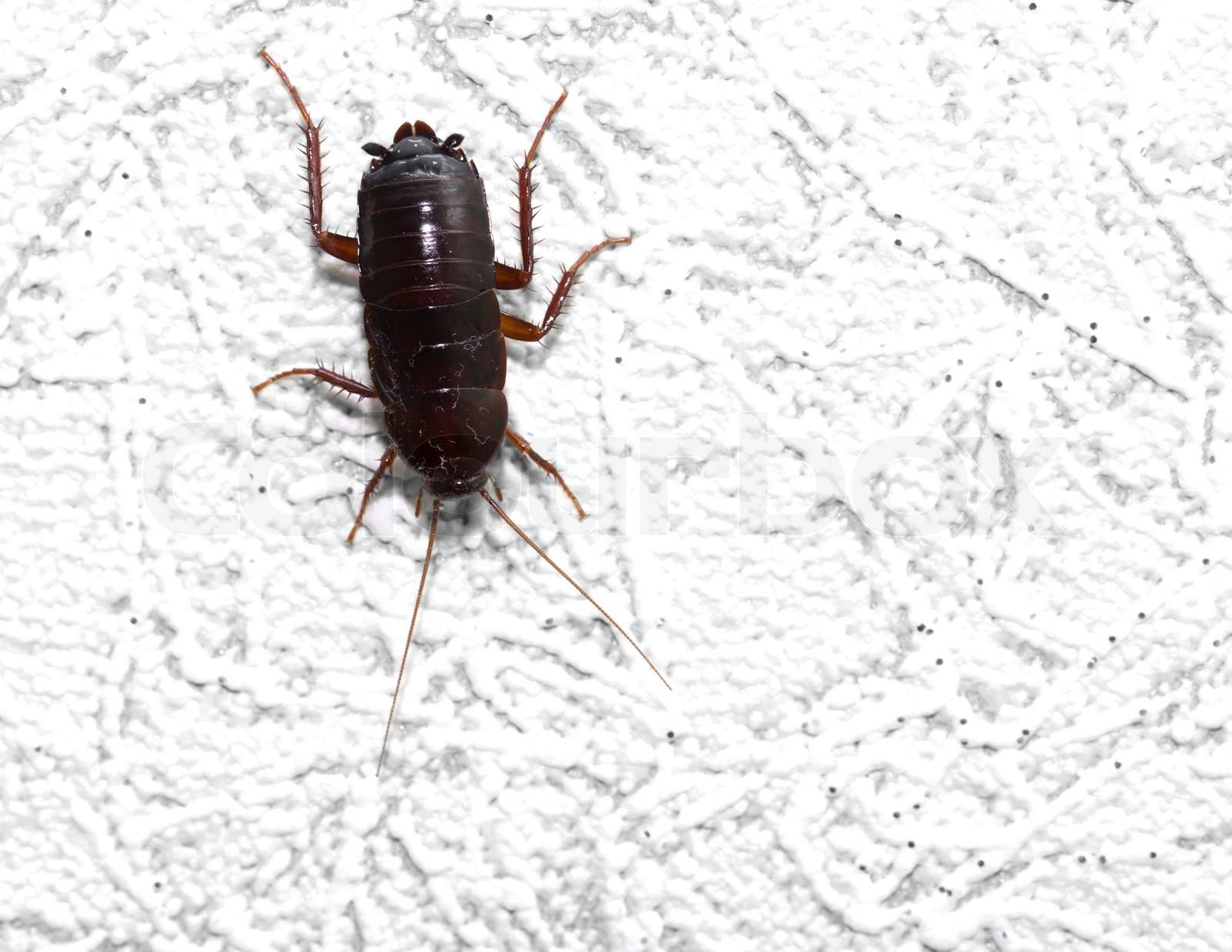 schwarze Käfer an der Wand macro Stock Bild Colourbox