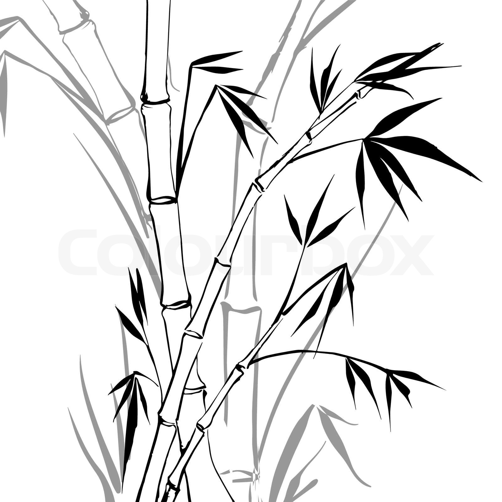 Bamboo Tree Drawing Black And White