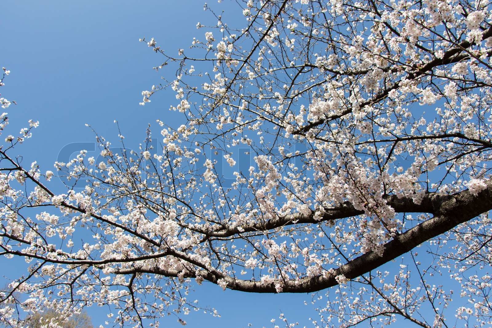 Cherry blossom visual data 5