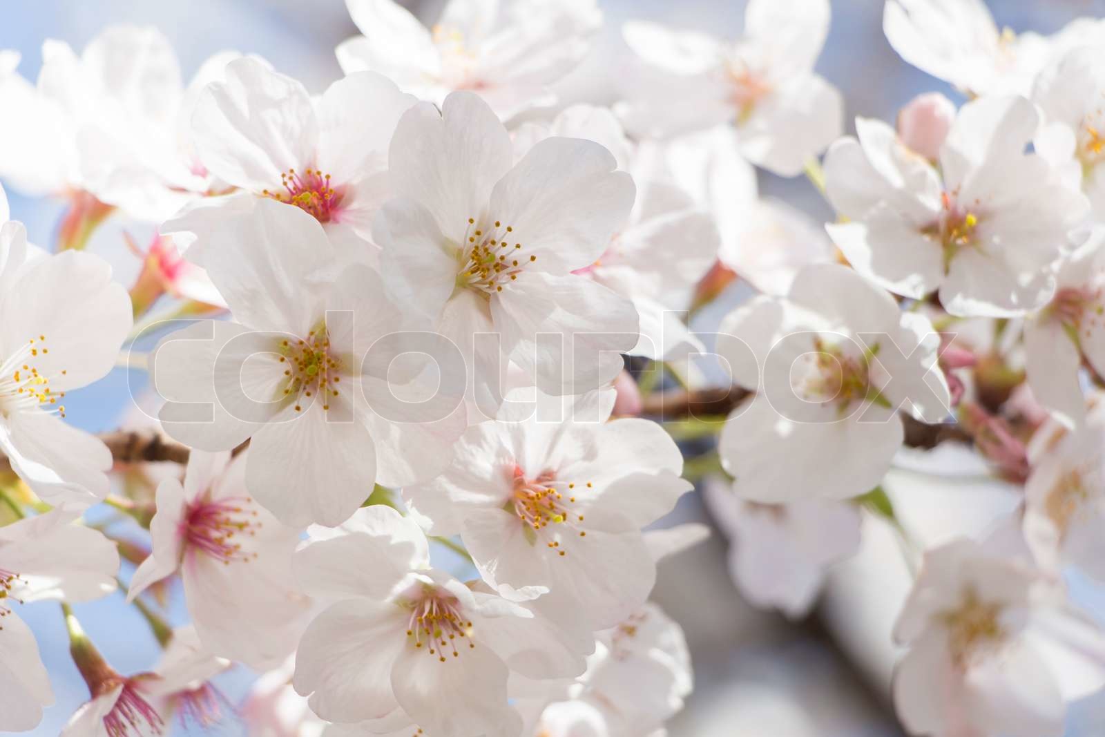 Cherry blossom visual data 8