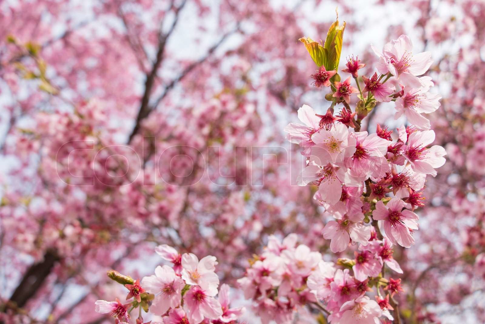 Cherry blossom visual data 6