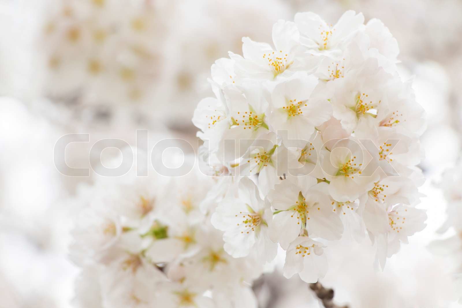 Cherry blossom visual data 3