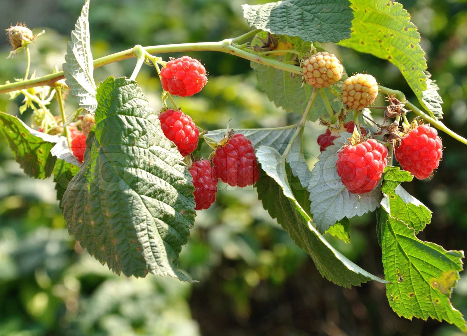 Raspberry wachsenden | Stock Bild | Colourbox