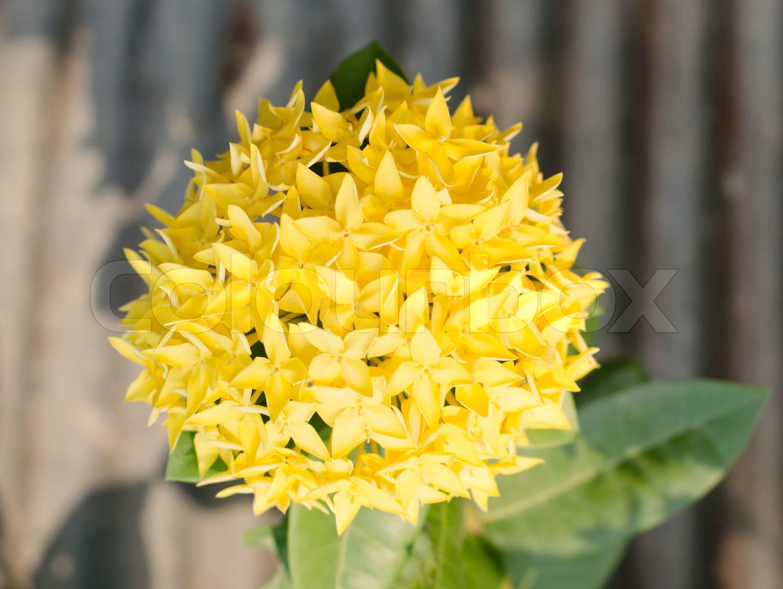 Jungle Geranien Ixora coccinea Closeup gelbe Farbe Stock Bild