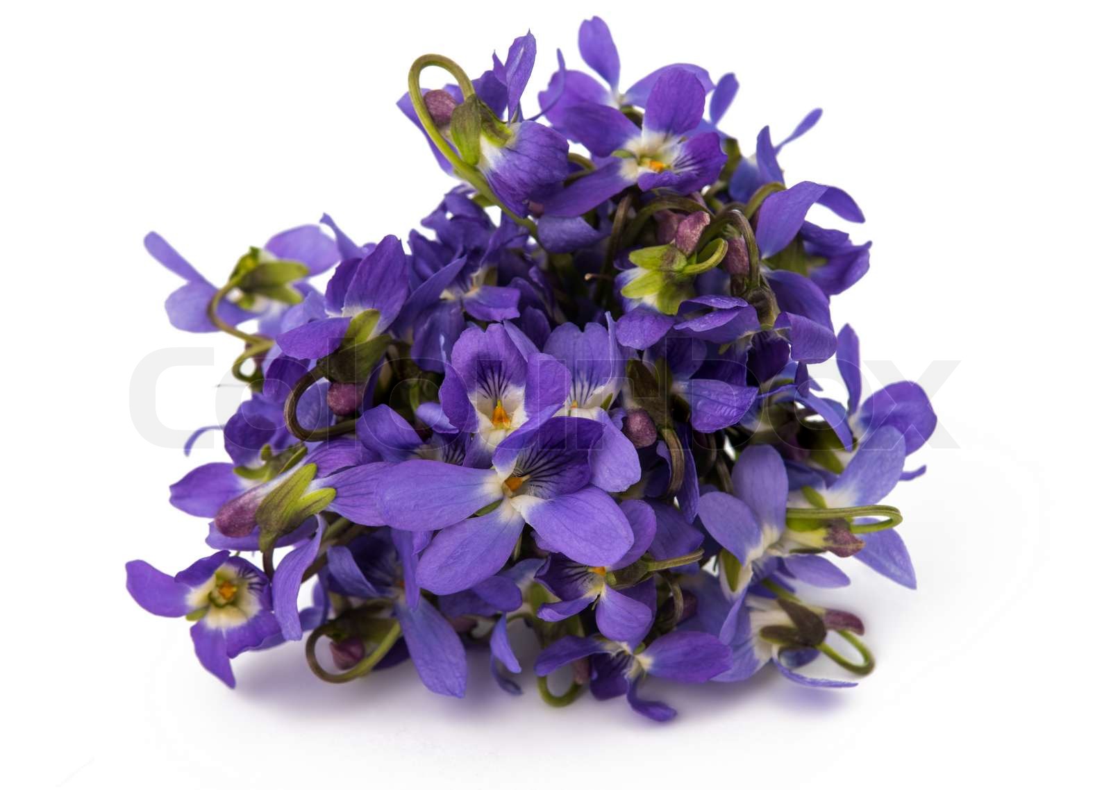 violet flower isolated | Stock image | Colourbox