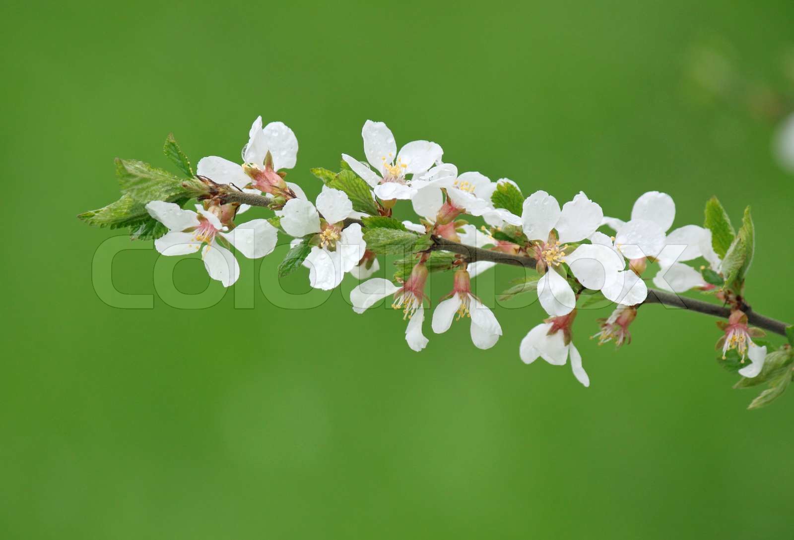Nahaufnahme von blühenden Zweig des Busches | Stock Bild | Colourbox