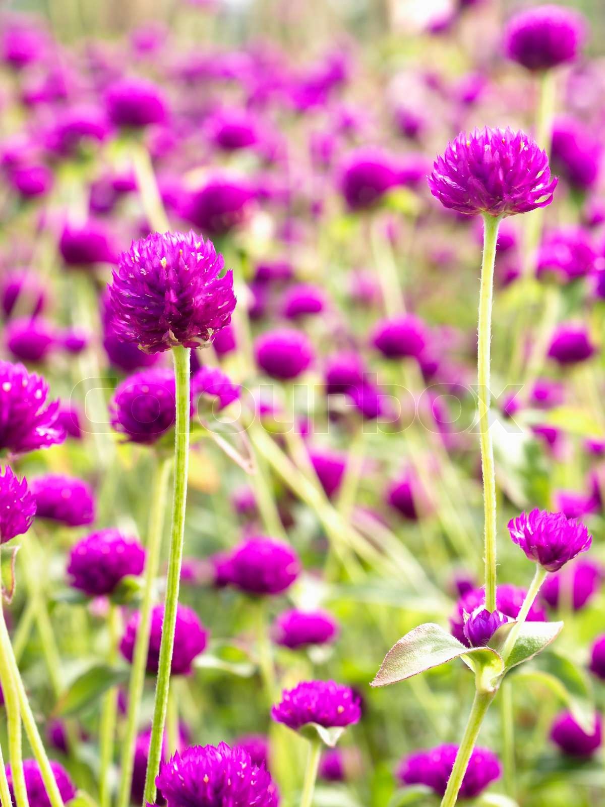 Purple Amaranth | Stock image | Colourbox