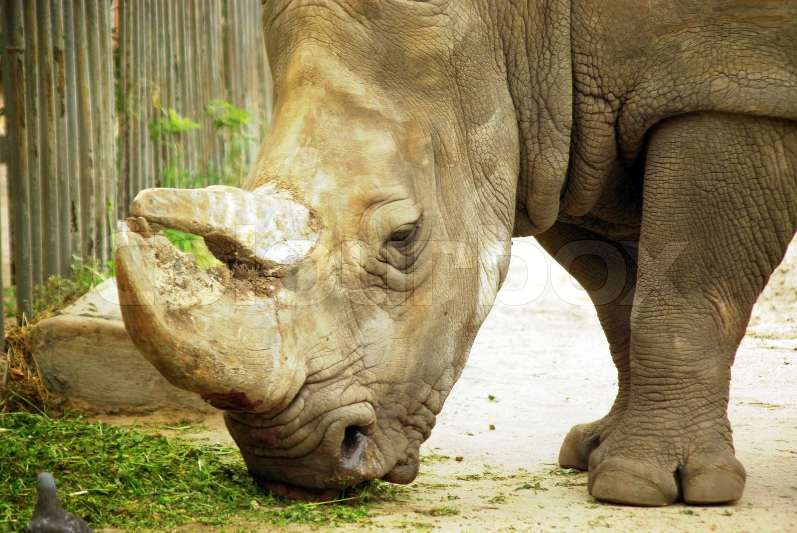 Rhinoceros Stock Bild Colourbox