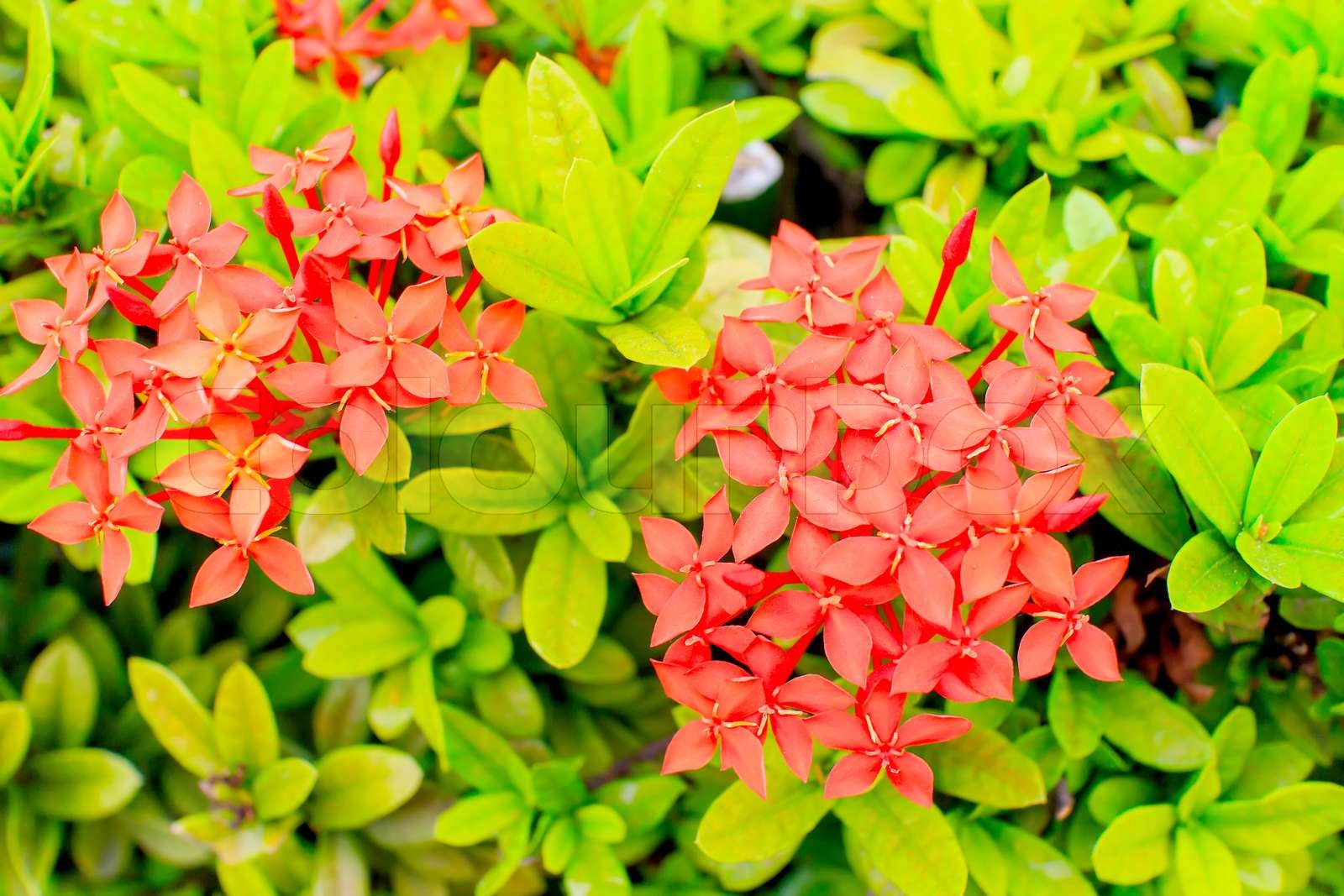 Ixora | Stock image | Colourbox
