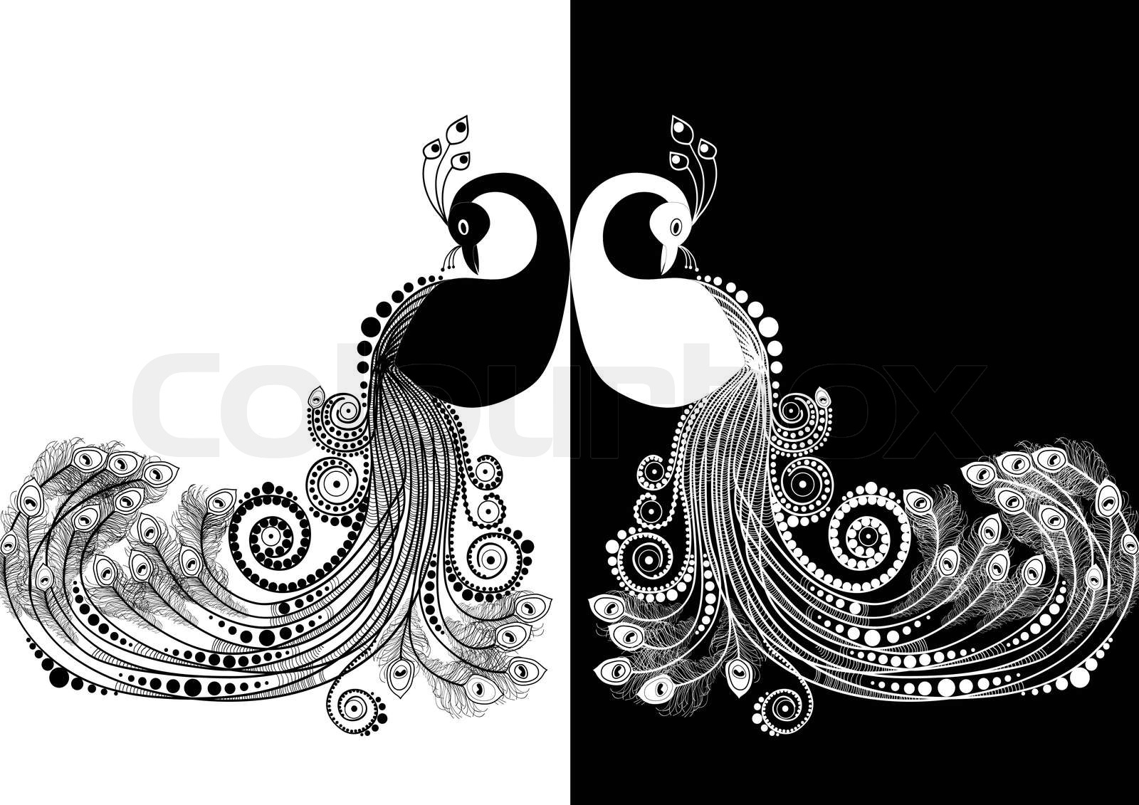 Peacock black and white Stock vector Colourbox