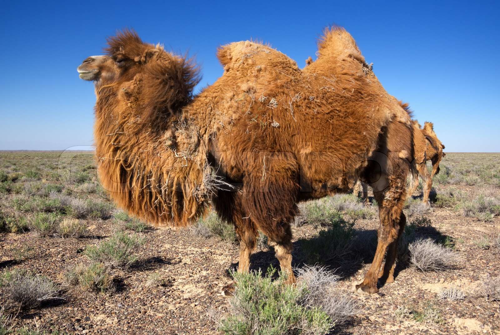 Molting brown bactrian camel in desert of Kazakhstan | Stock image