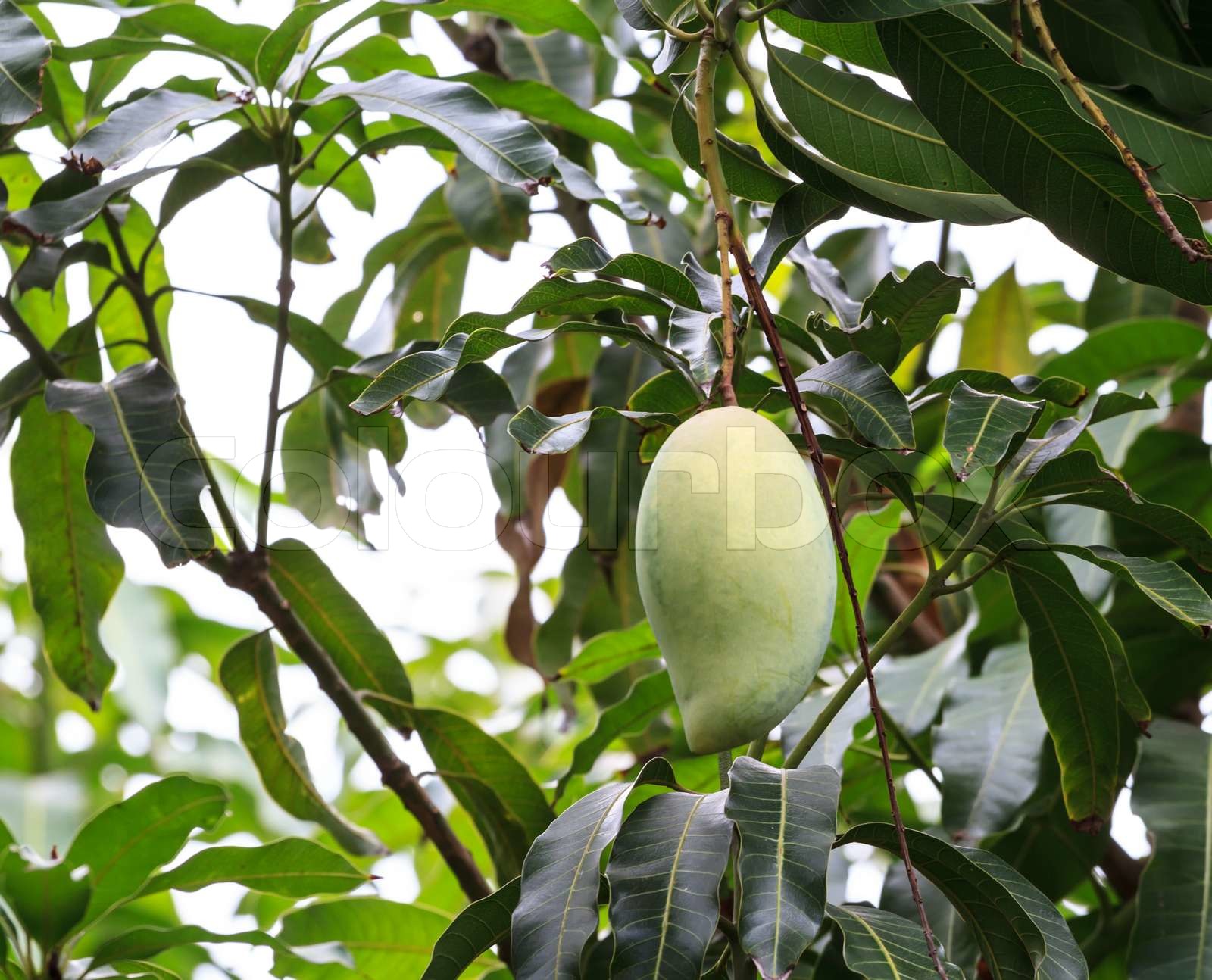 MangoFrucht Stock Bild Colourbox